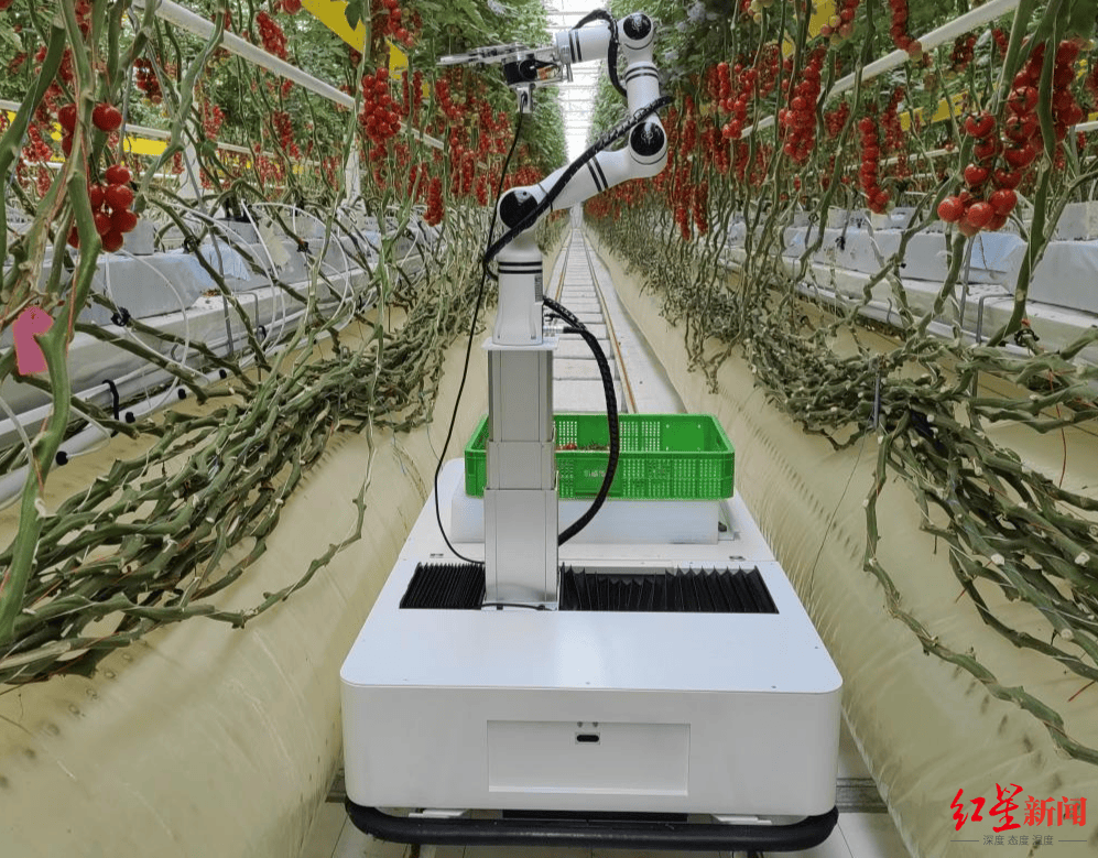 AI采摘机器人亮相农博会:12秒一串番茄,探索智能无人农场新未来